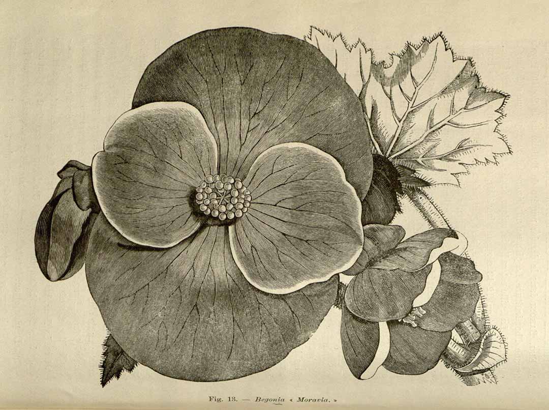 B. ‘Moravia’